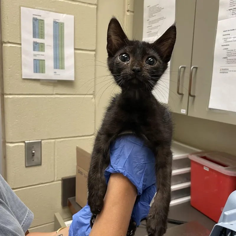 A baby small-sized male Black Domestic Short Hair cat named Folklore for adoption in Columbus, GA