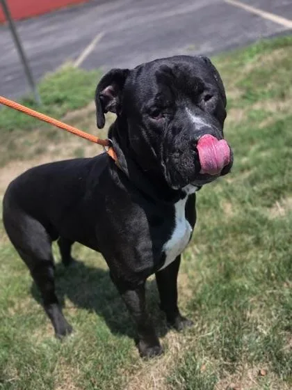 An adult extra large-sized male Bullmastiff dog named Ludwig for adoption in Westland, MI