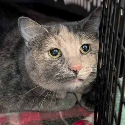 An adult extra large-sized female Domestic Short Hair cat named Constance for adoption in Rapid City, SD