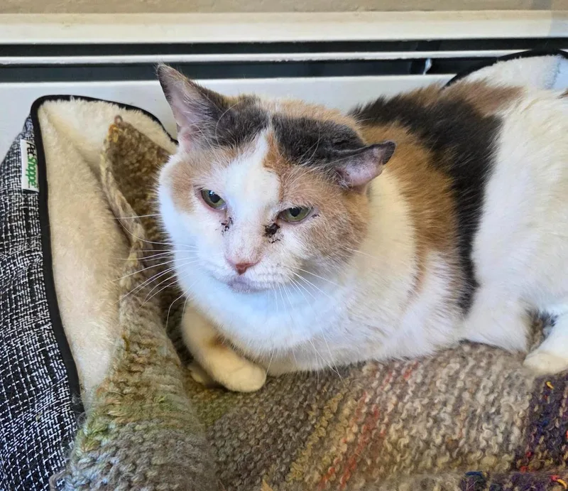 A senior large-sized female Calico Domestic Short Hair cat named Darla for adoption in Wells, ME