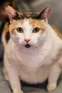 An adult medium-sized female Domestic Short Hair cat named Tiny for adoption in Dothan, AL