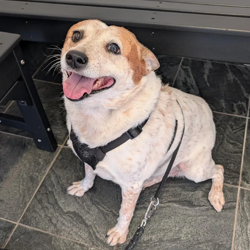 A senior medium-sized female White / Cream Jack Russell Terrier dog named Sheila for adoption in Clearwater, FL