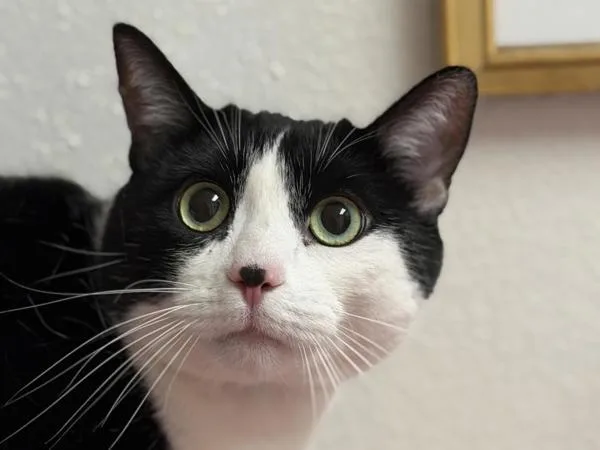 An adult medium-sized male Domestic Short Hair cat named Louie for adoption in Portland, OR