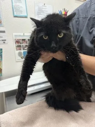 A young small-sized male Domestic Short Hair cat named Cattywampus for adoption in Sacramento, CA