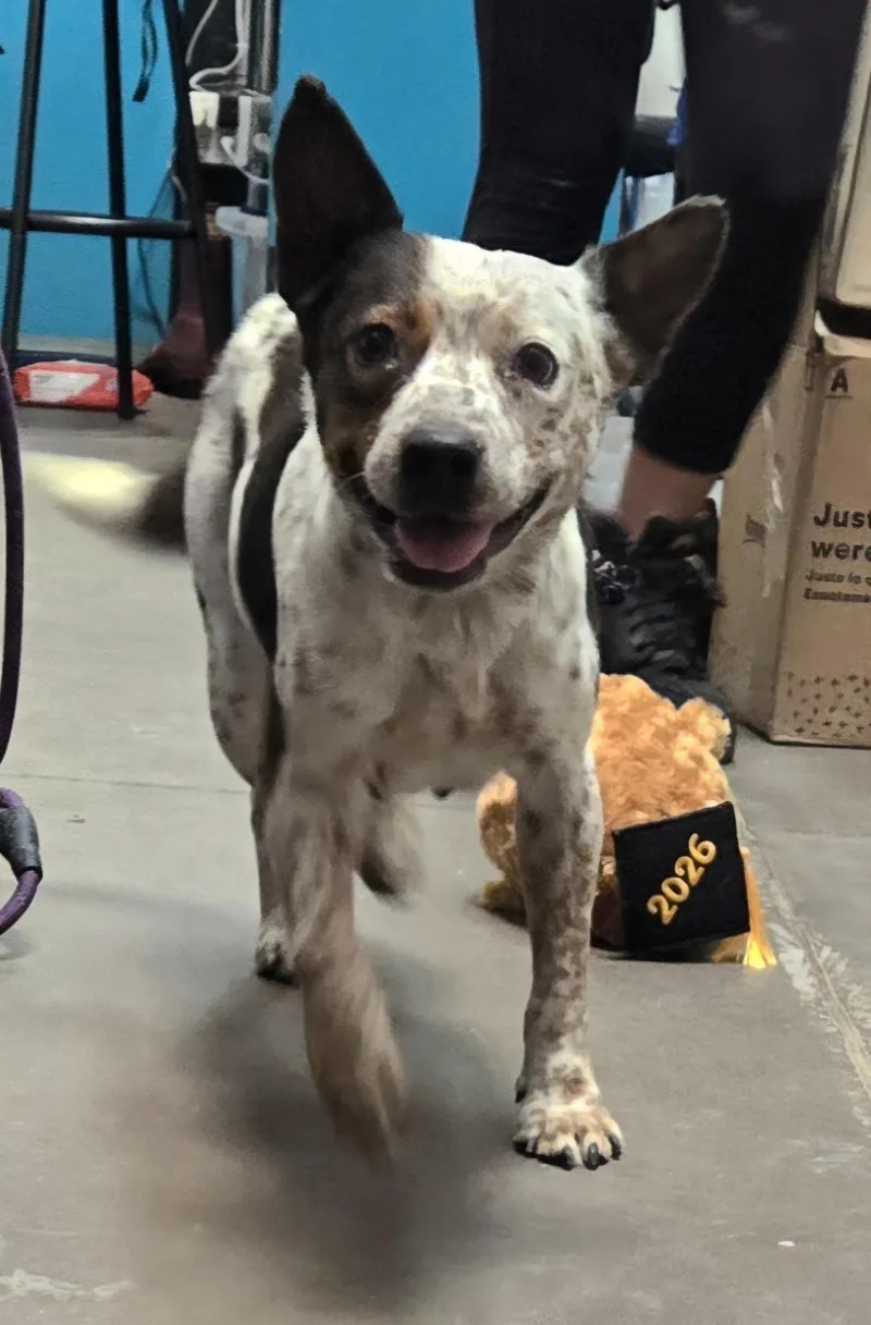 A senior medium-sized female Australian Cattle Dog / Blue Heeler dog named Charlene for adoption in Graham, TX