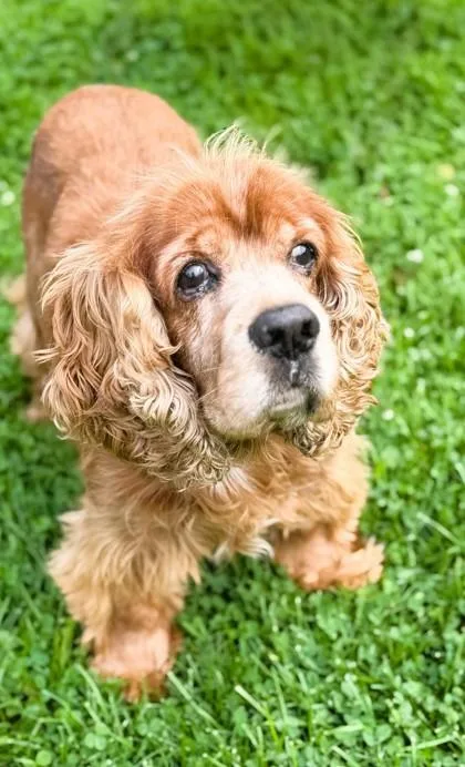 A senior medium-sized male Cocker Spaniel dog named Jesse for adoption in Belmont, NY