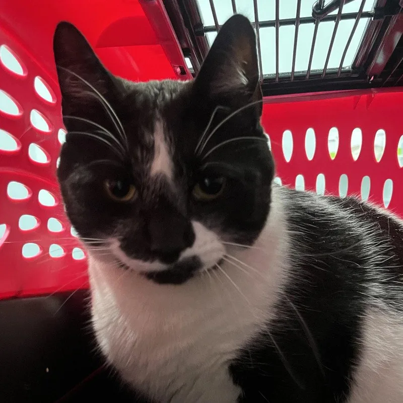 An adult medium-sized male Black & White / Tuxedo Domestic Short Hair cat named Oreo for adoption in New Castle, DE