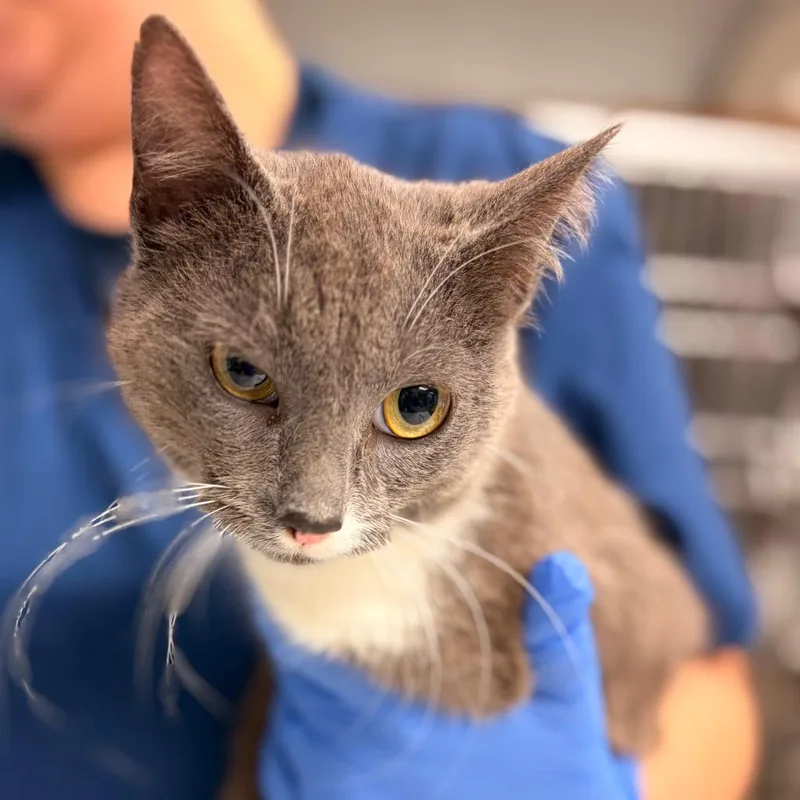 An adult medium-sized male Gray / Blue / Silver Domestic Short Hair cat named Jared for adoption in Birdsboro, PA