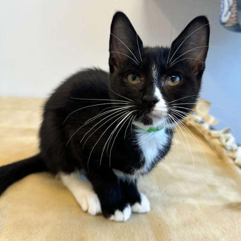 A baby small-sized male Black Domestic Short Hair cat named Cranberry for adoption in Fort Wayne, IN