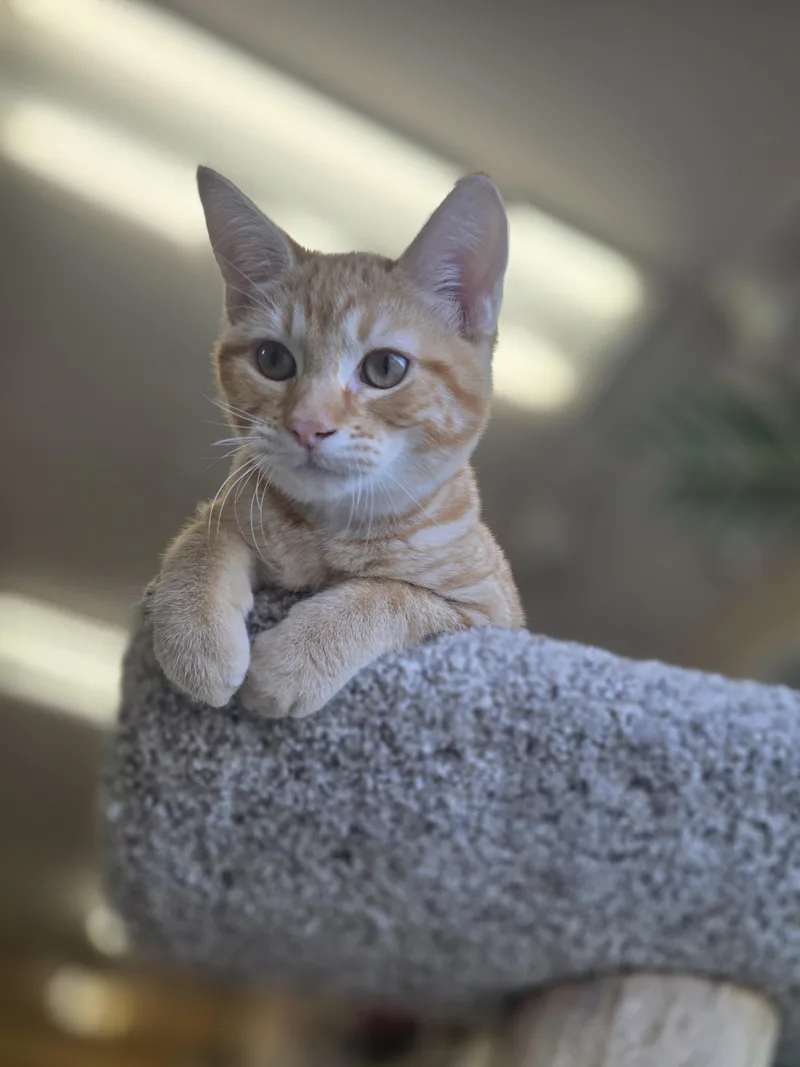 A baby medium-sized female Tabby (Orange / Red) Domestic Short Hair cat named April for adoption in Madison, WI