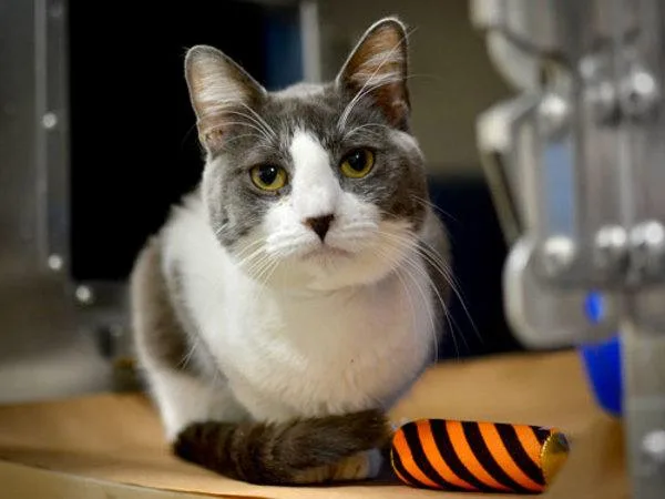 A young small-sized male Domestic Short Hair cat named Eminem for adoption in Portland, OR