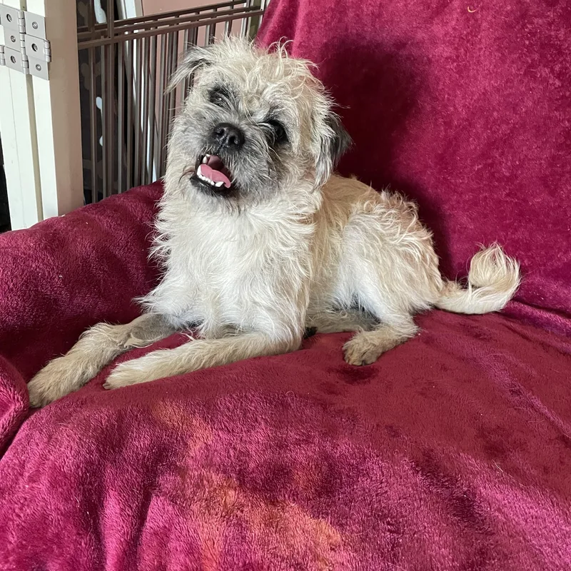An adult small-sized male Apricot / Beige Brussels Griffon dog named Benji for adoption in Lisbon, OH