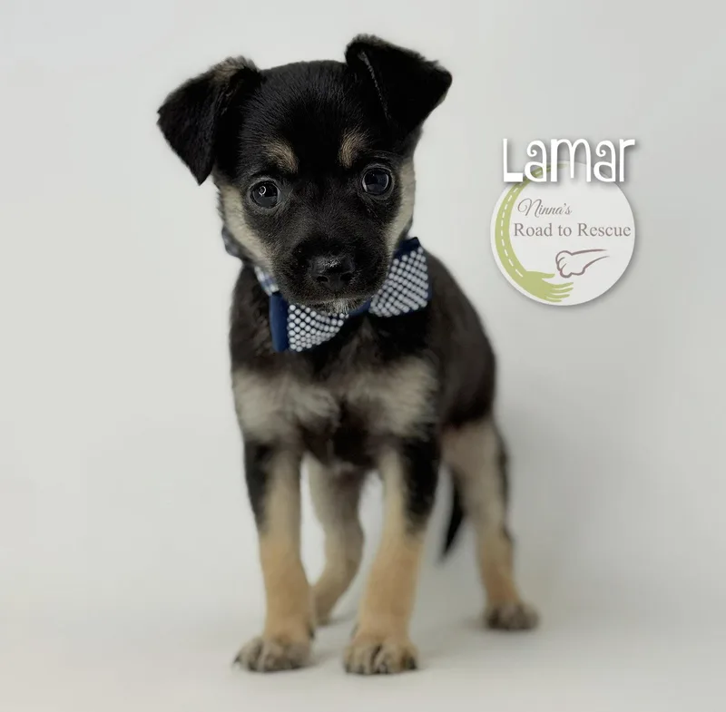 Lamar