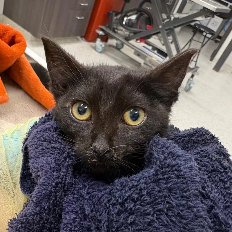 A baby small-sized female Black Domestic Short Hair cat named Jet for adoption in Oak Park, IL