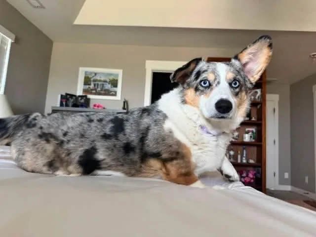 Delilah