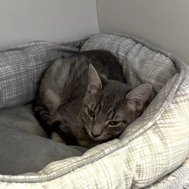 A baby medium-sized male Tabby (Gray / Blue / Silver) Domestic Short Hair cat named Billy for adoption in Phoenixville, PA
