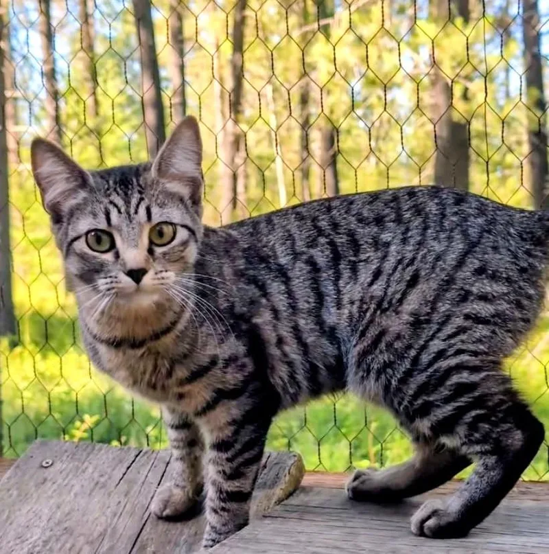 A young medium-sized female Brown / Chocolate Tabby cat named Purrcila World Class Purrer for adoption in Newport, WA
