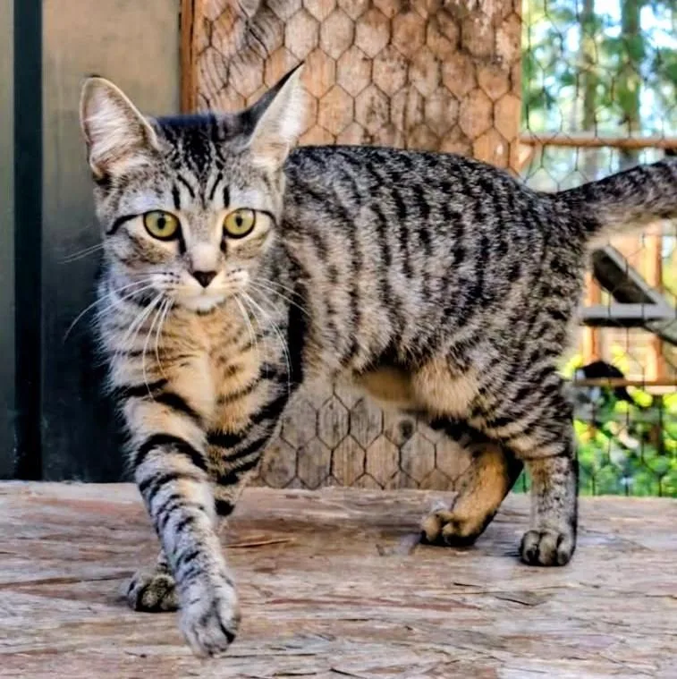 Purrcila World Class Purrer thumbnail 2