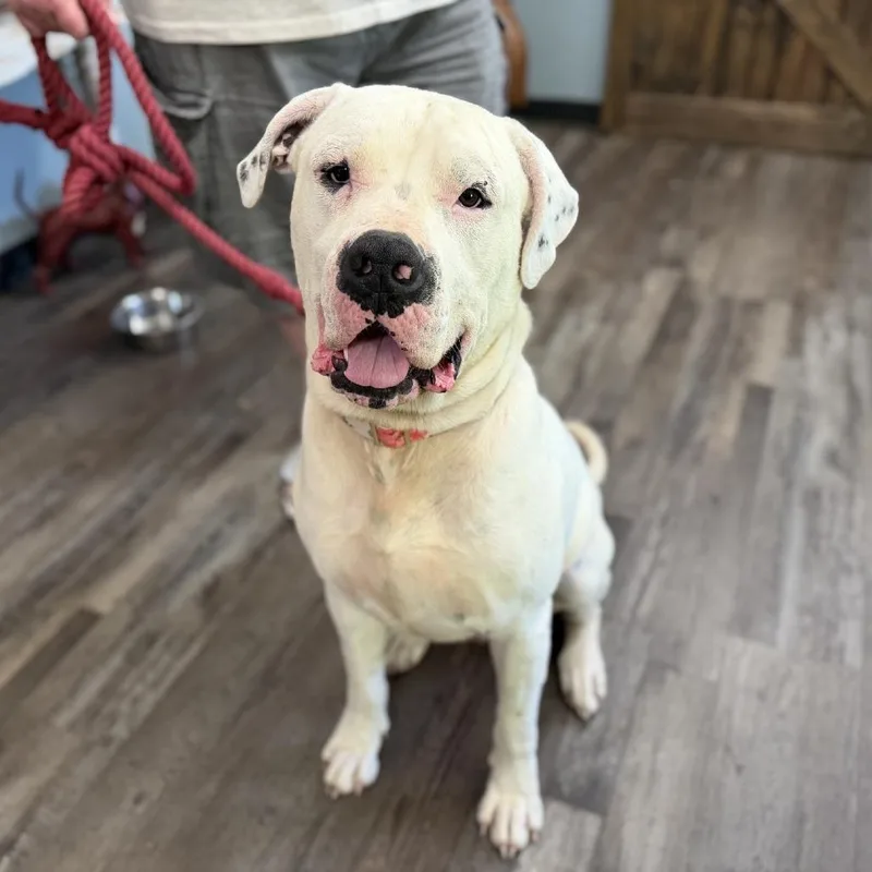 A young large-sized male White / Cream Cane Corso dog named Richard for adoption in Sequatchie, TN