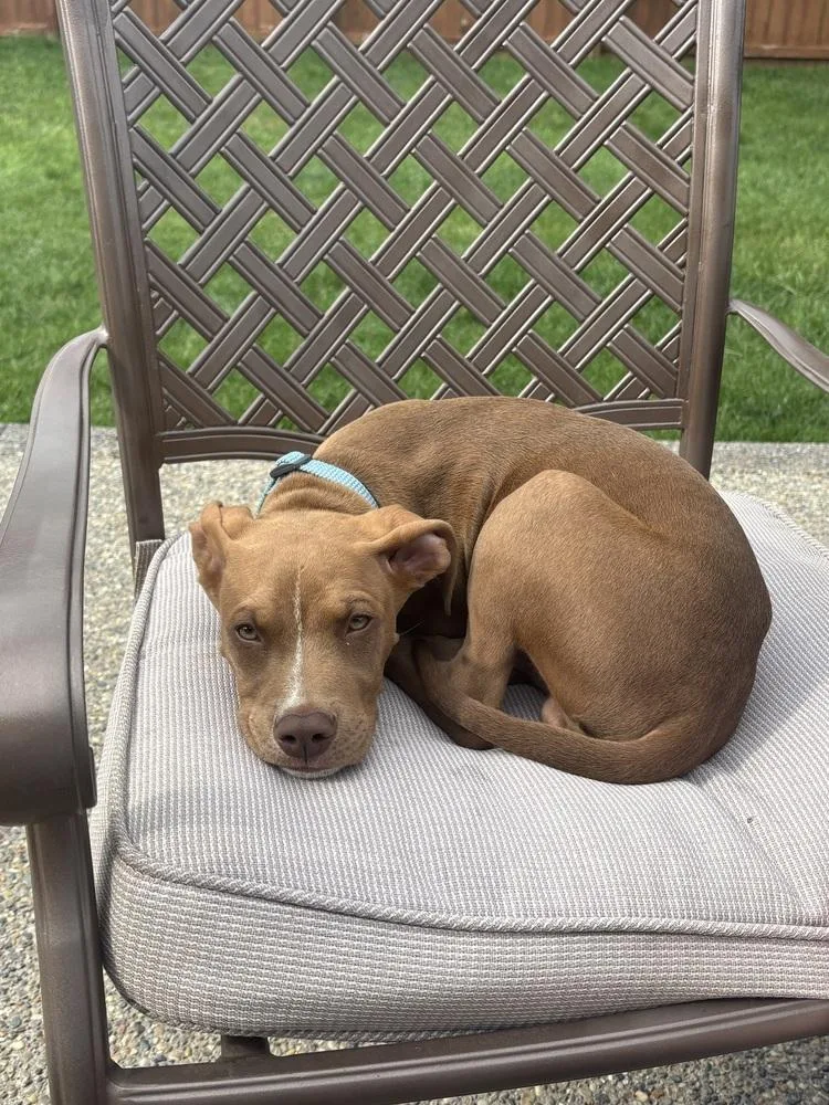 A baby medium-sized male Tricolor (Brown, Black, & White) Mixed Breed dog named Zeus for adoption in Clinton Township, MI