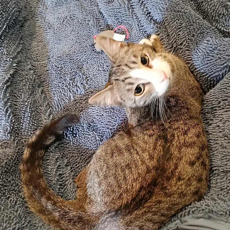 A young medium-sized male Tabby (Gray / Blue / Silver) Domestic Short Hair cat named Chase for adoption in Brigham City, UT