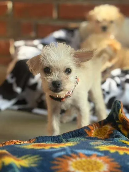 A young small-sized female Poodle dog named Itsy Bitsy for adoption in Southern Pines, NC