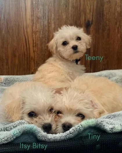 Itsy Bitsy thumbnail 2