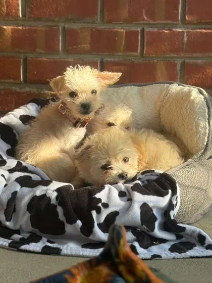 Itsy Bitsy thumbnail 3