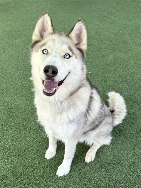 An adult large-sized male Husky dog named Apollo for adoption in Castaic, CA