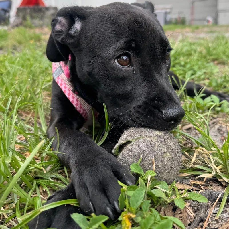 A young medium-sized female Black Labrador Retriever dog named Piper for adoption in Sarasota, FL