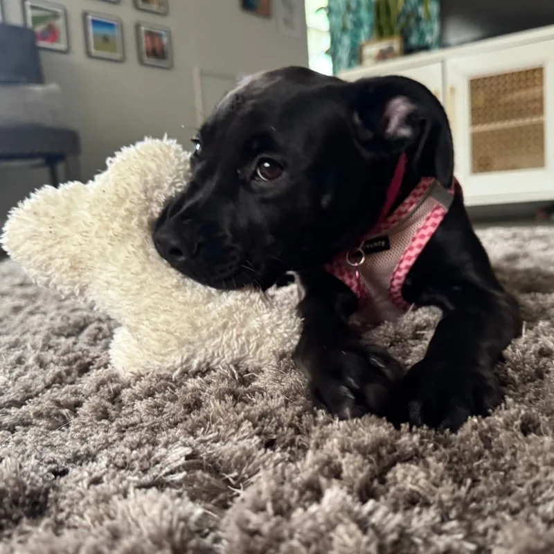 Piper thumbnail 2