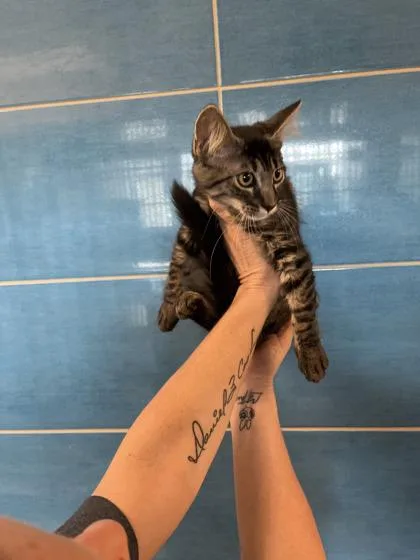 An adult small-sized female Domestic Medium Hair cat named Samurai for adoption in North Richland Hills, TX
