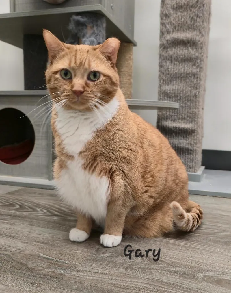 A senior medium-sized male Domestic Short Hair cat named Gary for adoption in Cedar Rapids, IA