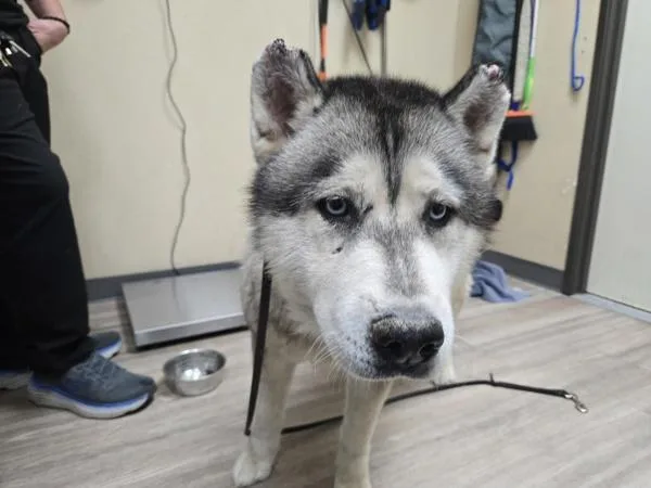 An adult large-sized male Siberian Husky dog named Teddy for adoption in Oceanside, CA