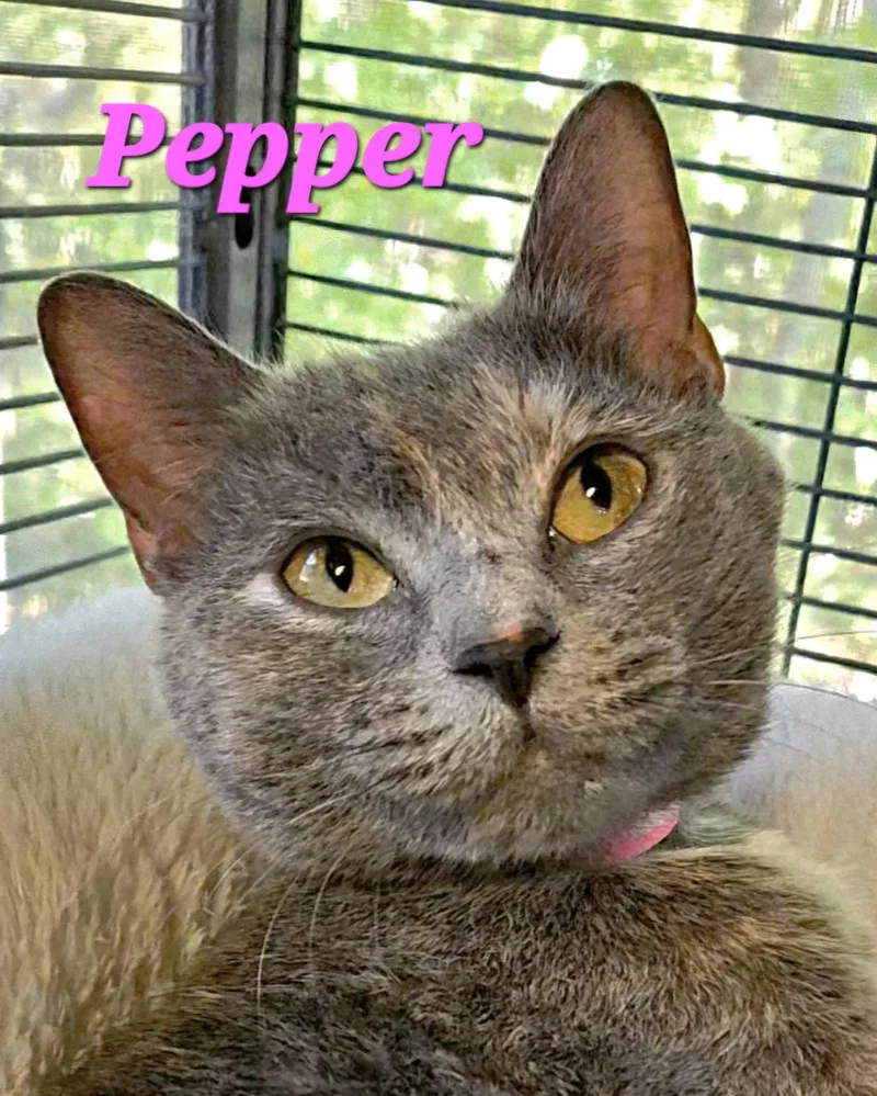 Pepper