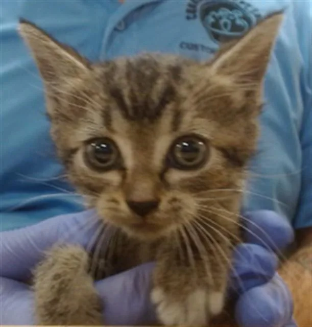 A baby small-sized female Domestic Short Hair cat named Emily for adoption in Miami, FL