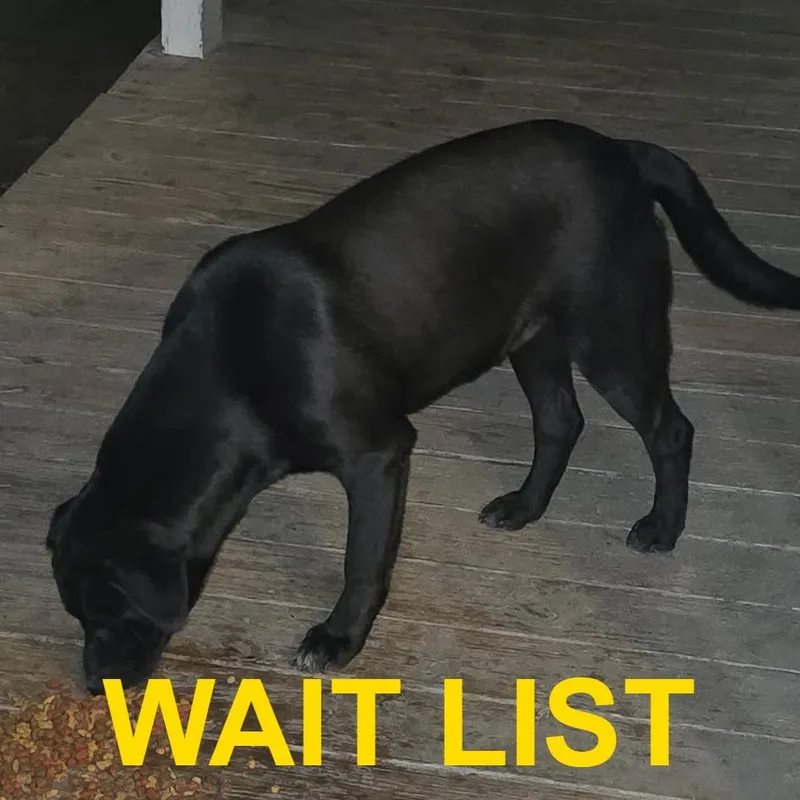 A young large-sized female Black Chocolate Labrador Retriever dog named Babygirl for adoption in Livingston, TX