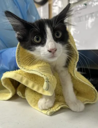 A young small-sized male Domestic Short Hair cat named Feta for adoption in Roseville, CA