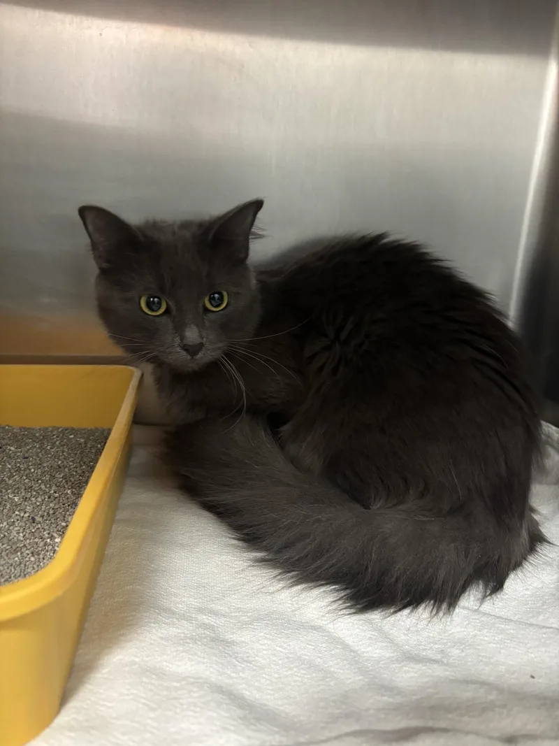 A young medium-sized female Domestic Long Hair cat named Stellaluna for adoption in Yorkville, IL