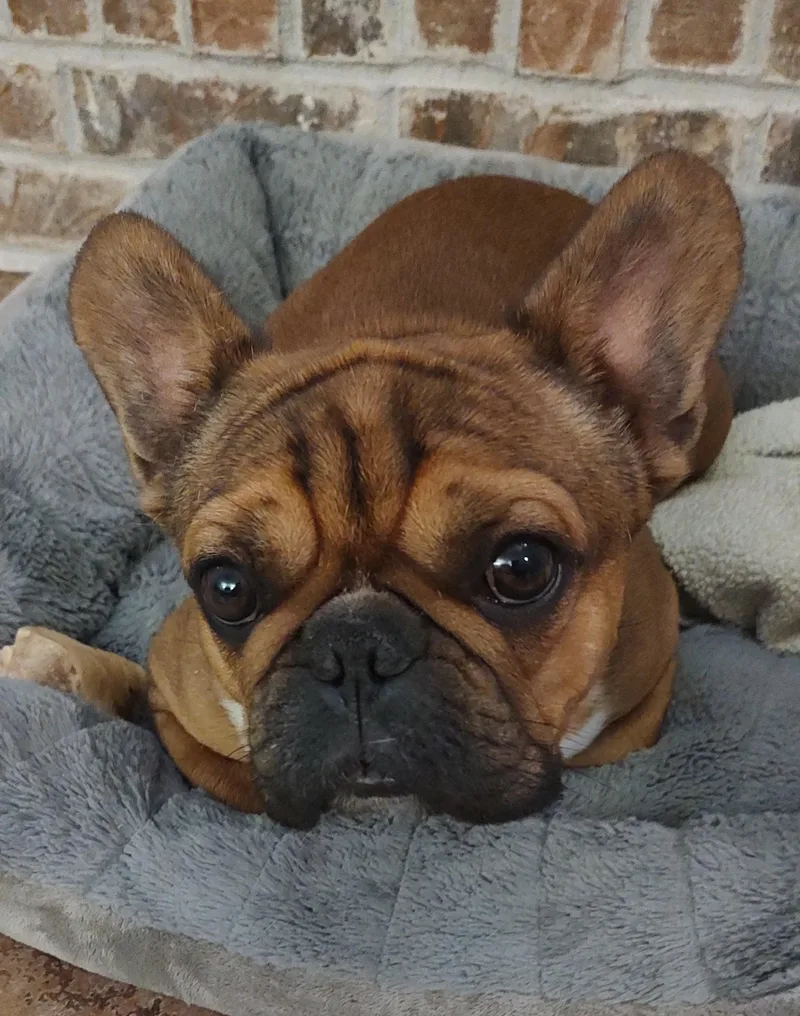 A young small-sized male Sable French Bulldog dog named Francois for adoption in Mary Esther, FL