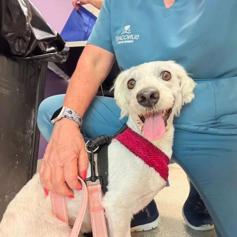 An adult small-sized male White / Cream Havanese dog named Bear for adoption in Englewood, FL