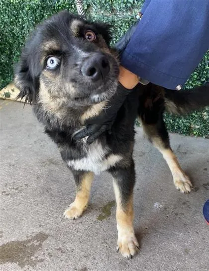 A baby medium-sized male Border Collie dog named 61752263 for adoption in El Paso, TX