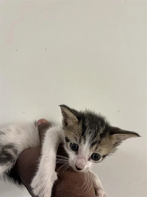 A baby small-sized male Domestic Short Hair cat named David for adoption in Miami, FL