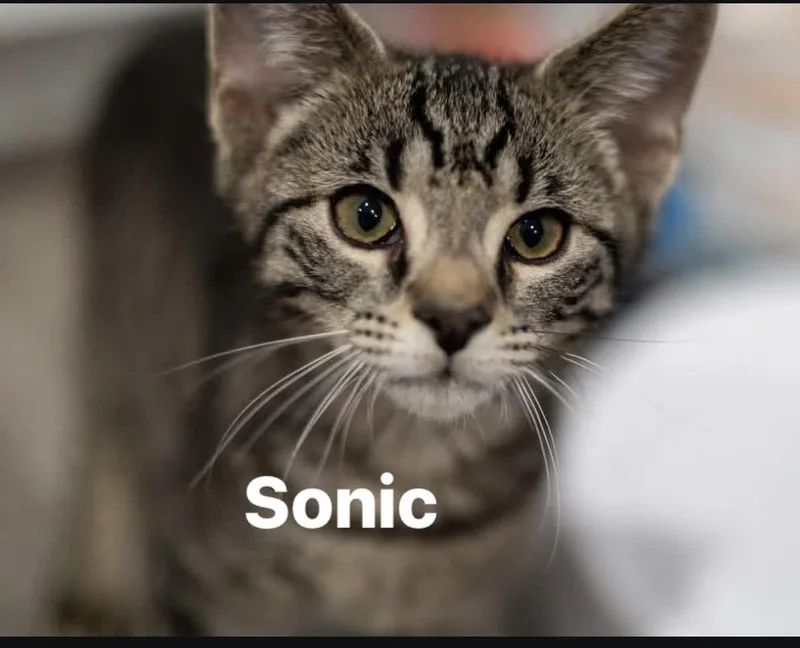 A baby medium-sized male Domestic Short Hair cat named Sonic & Knuckles for adoption in Schnecksville, PA