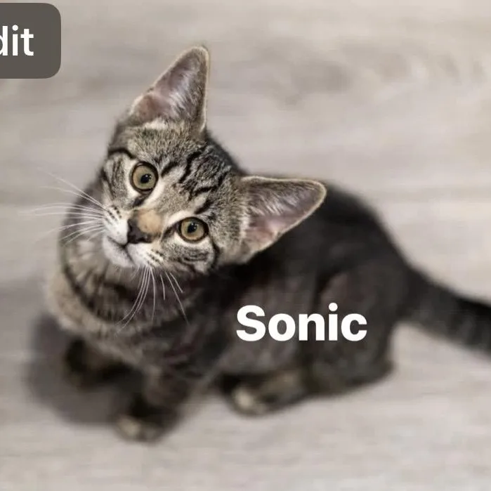 Sonic & Knuckles thumbnail 2