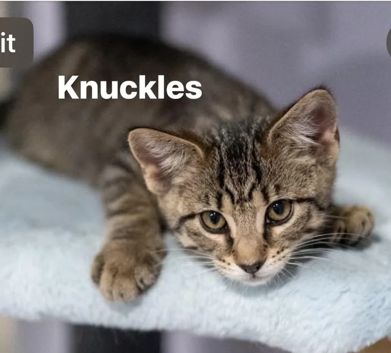 Sonic & Knuckles thumbnail 3