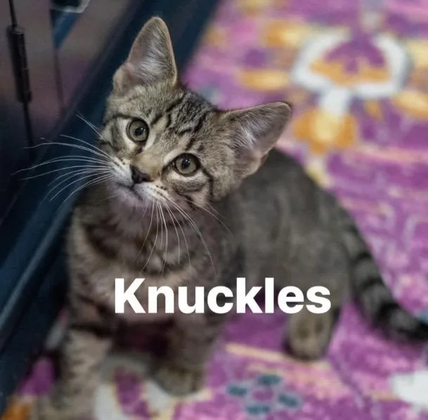 Sonic & Knuckles thumbnail 4