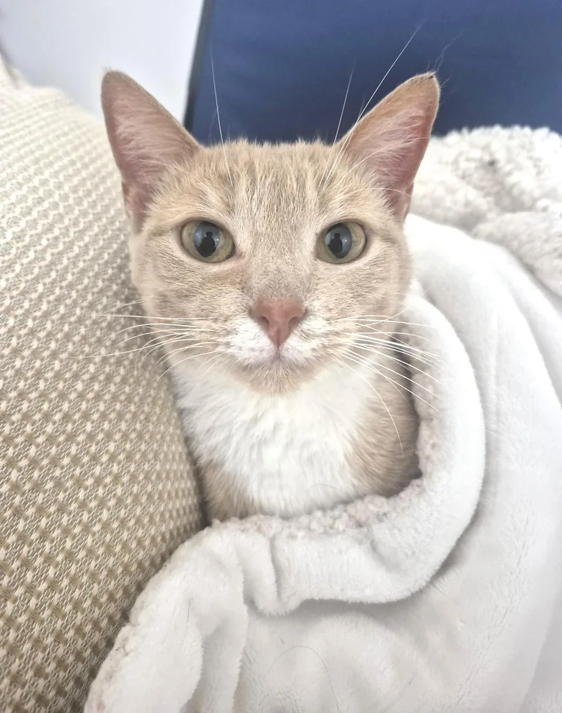 A young medium-sized female Orange & White Domestic Short Hair cat named Cara for adoption in New York, NY
