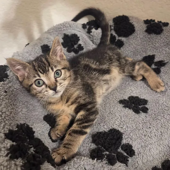 A young medium-sized male Domestic Short Hair cat named Grant for adoption in Anna, TX