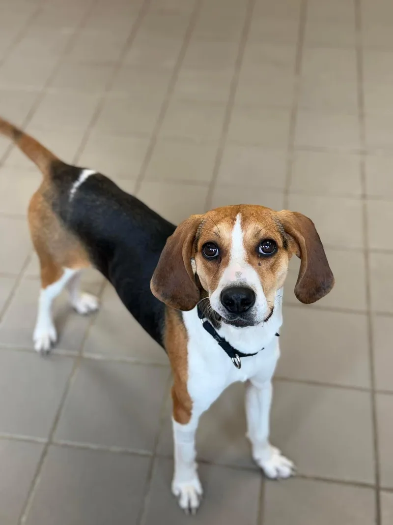 A baby medium-sized female Bicolor Hound dog named Sara Marie for adoption in Westwood, NJ